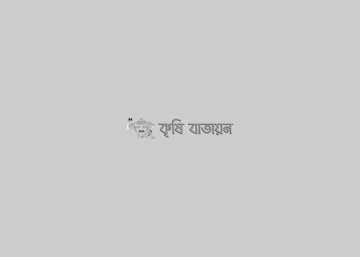 কৃষকের কাছ থেকে ধান কেনা